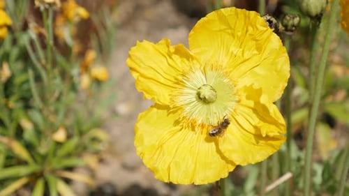 Gelbe boreale Blütenpflanze Island Mohn im Garten 4K 2160p 30fps UltraHD Footage - Yellow Pa
