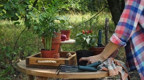 Woman Gardening with Potted Plants Outdoors