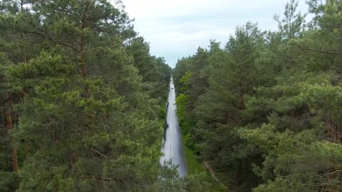 Drone Raising Over Green Summer Forest with Narrow Road in the Middle. Aerial View of Picturesque