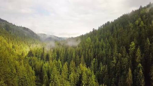 Aerial view of green mountain hills covered with evergreen spruce forest in summer.