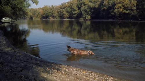 Dog Swimming in River Enjoys Sunny Day