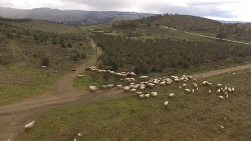 Schafherde läuft auf Weide