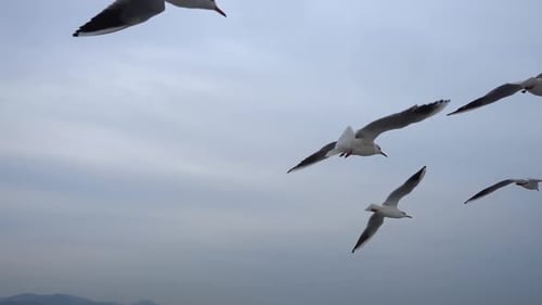 Herde Möwen, die über den Himmel fliegen. Nahaufnahme 12