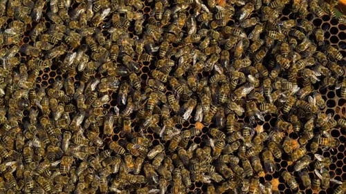 Bees collect nectar. Life inside the hive. Beehive in the apiary. Close-up