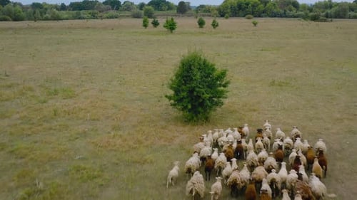 Drone Following a Herd of Sheep. Sheeps Running on a Pasture. Aerial View