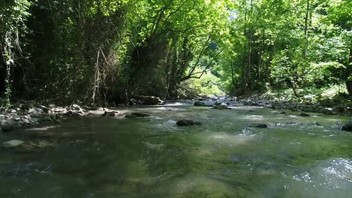 Trees and stream.