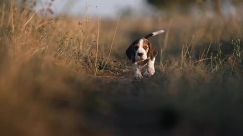 Beagle Puppy Running in Grassy Field