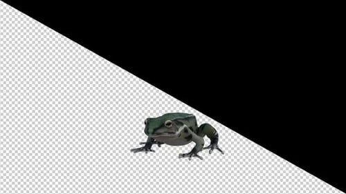 Realistic Animated Frog Walks and Looks Around