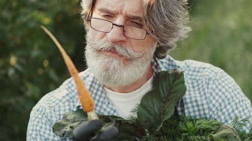 Farmer Looking at His Organic Vegetables on a Plantation on Sunset