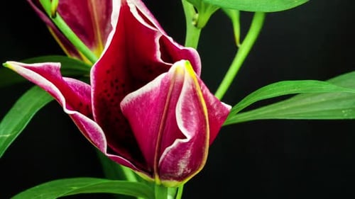 Time Lapse of a Lily Blooming