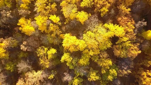 Natur im Herbst
