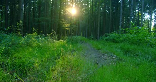 Woodland Floor in Closeup Covered with Green Fresh Lush Grass and Leaves in the Foreground