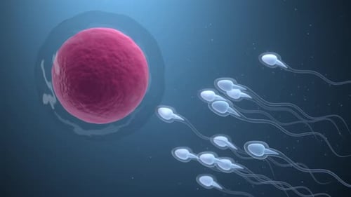 The union of sperm and an egg cell