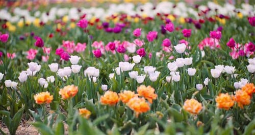 Blooming Tulips on Flowers Plantation Farm