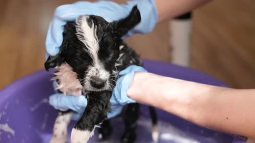 Veterinarian in Blue Gloves Washes a Small Dog with Shampoo in a Bath of Water