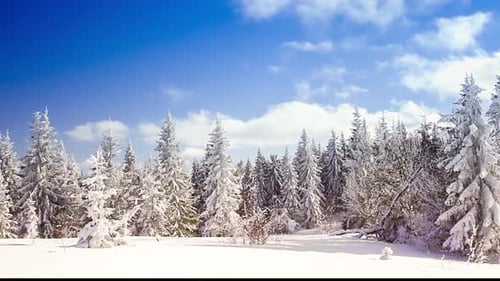 Winter Wonderland: Snow Covered Trees on Sunny Day