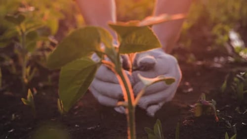 Farmer Working in Field in Morning, Hand Holding Leaf of Cultivated Plant. Hands Holding Pile of