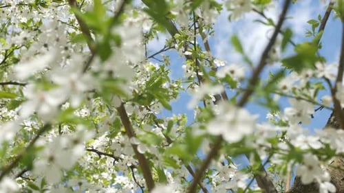 Beautiful White Sakura Flowers And Fast Clouds
