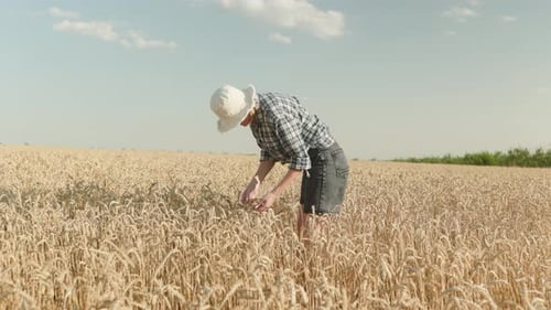 Farmer woman checking the golden wheat field at the morning sunrise. Agronomist inspecting
