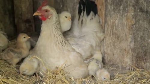 Chickens baby mother chicken, little chickens near the chicken