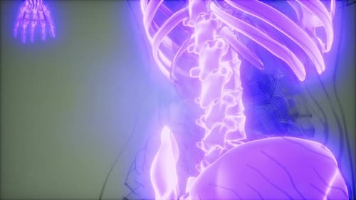 Animated 3D Human Skeleton Scan for Medical and Scientific Projects