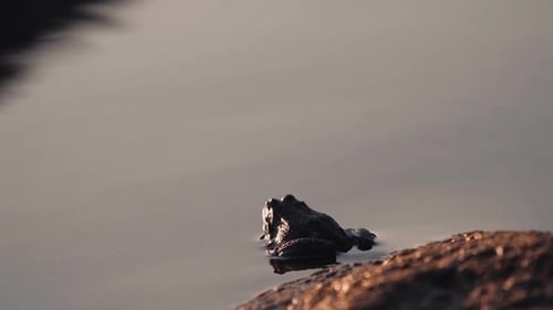Green frog in water. Sticking head green frog which sits in the water