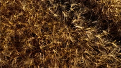 Top View of a Wheatfield