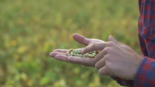 Male Farmer Agronomist Examining Soybean Plants in Cultivated Field