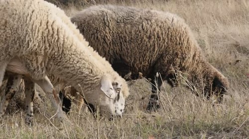 Scene from nature of different sheep group feeding 4K 2160p 30fps UltraHD footage - White and black