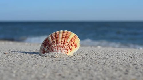 Cockleshells 56