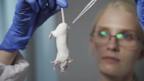 Scientist Testing White Mouse With Pipette in Laboratory