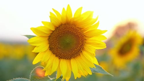 Blooming Sunflower Growing on Rural Field at Back Sunset