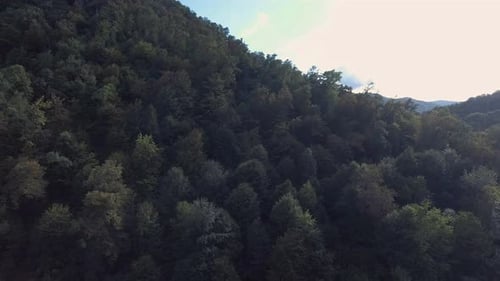 Fly Over Forest
