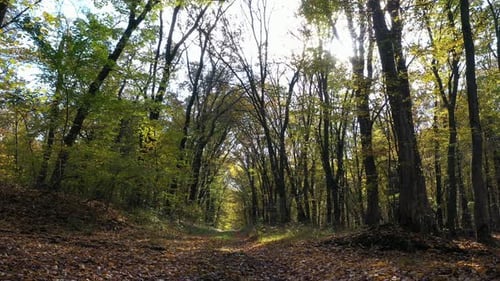 Deep In The Forest