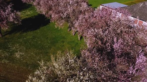 Rise above Cherry Trees with pink blossoms