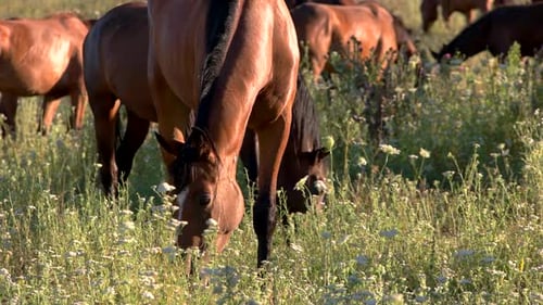 Horses Grazing Peacefully in a Sunny Meadow