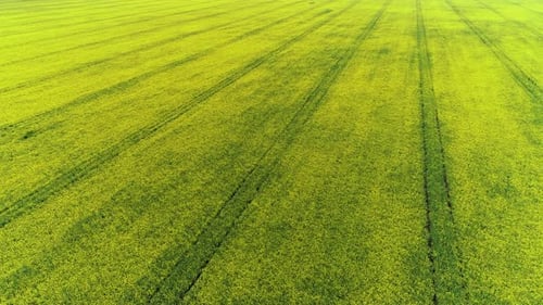 Yellow Rape Field in the Spring. Drone Shot of Blooming Field, Yellow Rape