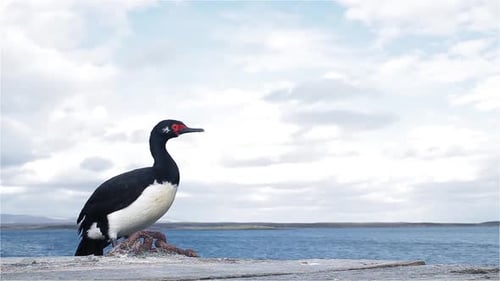 Rock Shag, Phalacrocorax magellanicus, nas Ilhas Falkland (Malvinas).