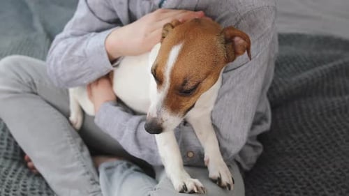 Child Cuddling Dog on Gray Blanket Indoors