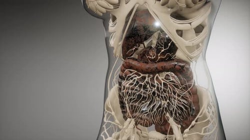 Human Digestive System Parts and Functions
