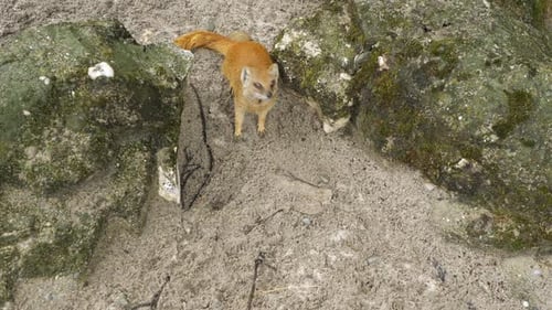 Una mangosta corre entre las rocas del desierto. Vida silvestre