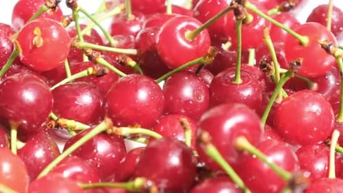 Lots of Red Cherries with Green Shoots