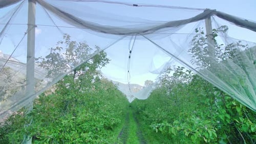 Lush Green Apple Orchard Protected by Netting