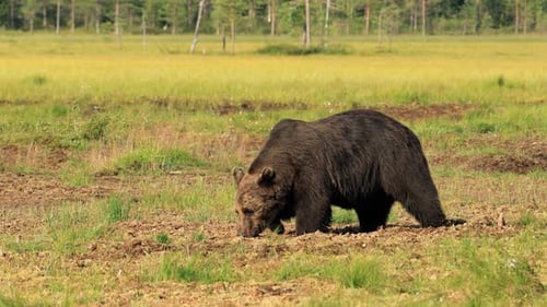 Brown Bear Foraging in Green Meadow, Daytime