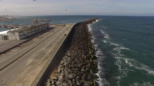 Seagulls flying over the sea