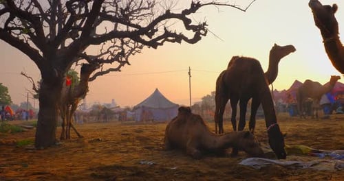 Des
chameaux à la foire aux chameaux de Pushkar Mela sur le terrain, mangeant de la mastication au lever du soleil. Pushkar, Rajasthan