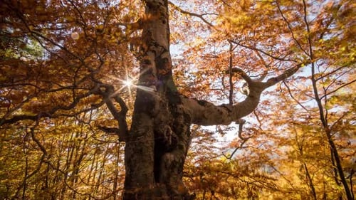 Herbstlicher Wald