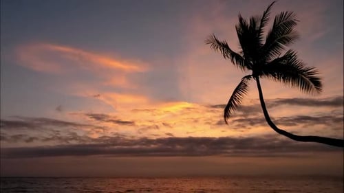 Unberührter karibischer Strand bei Sonnenuntergang mit einer Palme