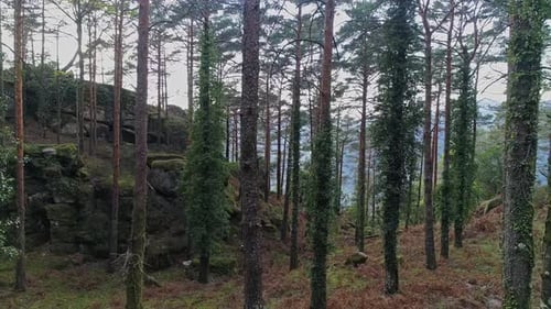 Herbstlicher Bergwald