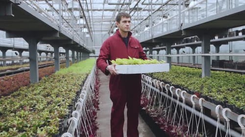 Man Carrying Seedlings in Greenhouse